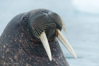 Walrus portrait