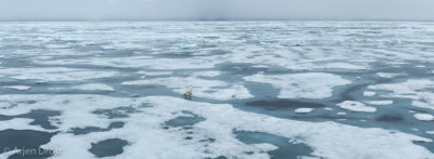Polar Bear on the pack ice