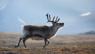 Spitsbergen Reindeer