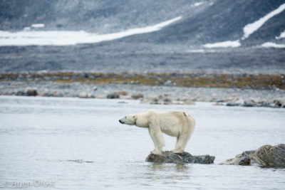 Thin Polar Bear stranded on land