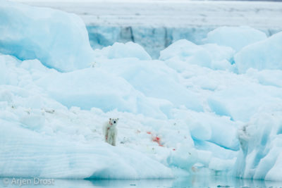 Polar Bear on an iceberg