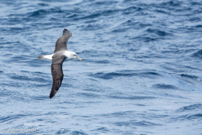 A Shy Albatross in flight