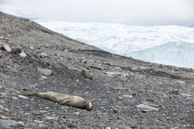 Mummified seal in the Dry Valleys