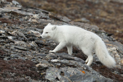 Arctic Fox in winter coat
