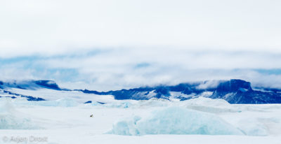 Emperor Penguin on the sea ice near Snow Hill Island