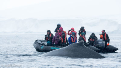 Tourists watching a Humpback Whale