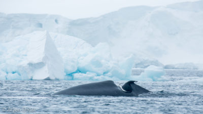 Badly injured Humpback Whale