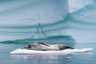 Leopard Seal on an ice floe