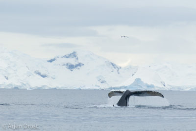 Humpback Whale fluking