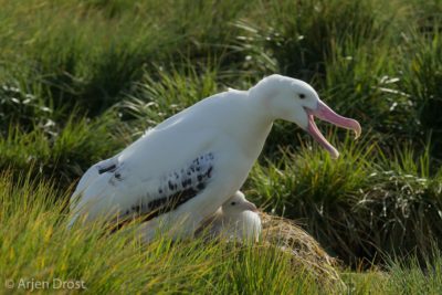 Wandering Albatross at nest
