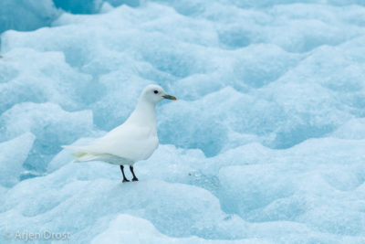 Ivory Gull on an iceberg