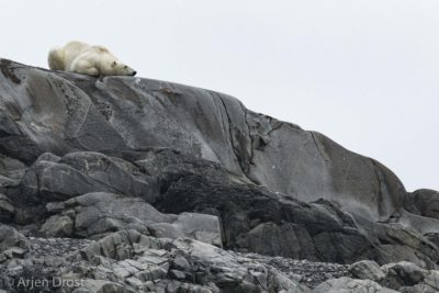 Polar Bear stranded on land
