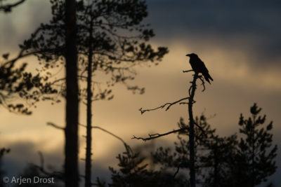 Raven at dusk